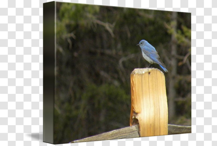 Fine Art Work Of Mountain Bluebird Digital - Bluebirds Transparent PNG