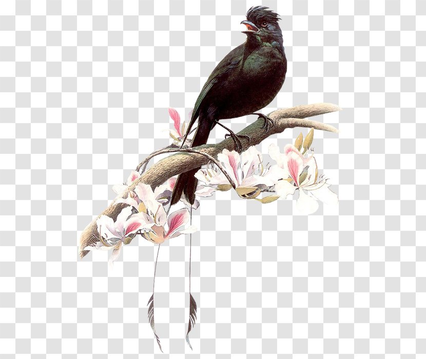 Bird Painting Art 4K Resolution - Crow Transparent PNG