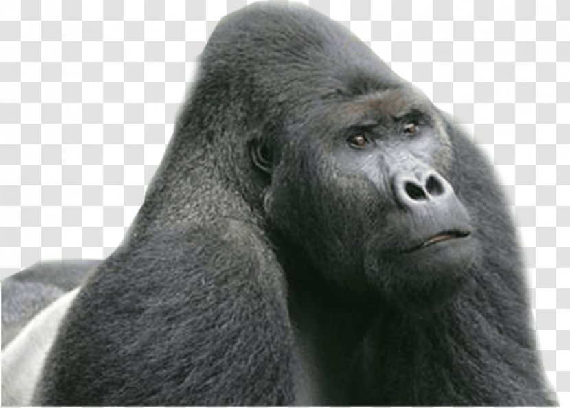 Chimpanzee Eastern Lowland Gorilla Mountain Western Biega - Great Ape - Glue 4 Transparent PNG