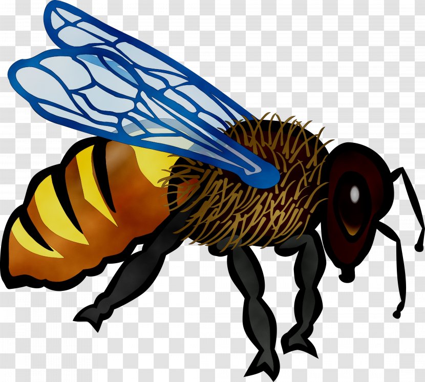 Honey Bee Hornet Clip Art Cartoon - House Fly Transparent PNG