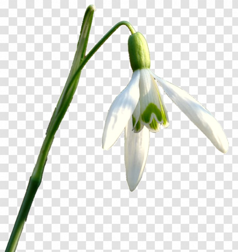 Snowdrop Flower - Data Transparent PNG