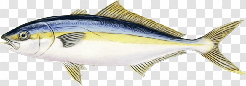Fish Fin Products Perch - Wet Ink - Tuna Rayfinned Transparent PNG