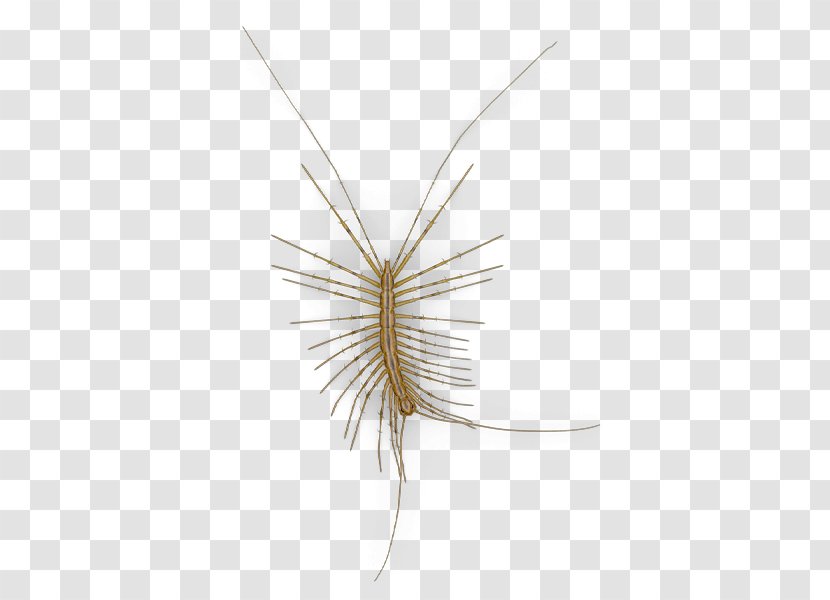 Insect Centipedes House Centipede Ecology Biohistory Transparent PNG