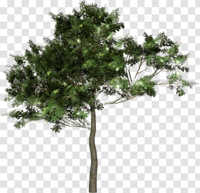Tree Forest Woody Plant Clip Art - Information Transparent PNG