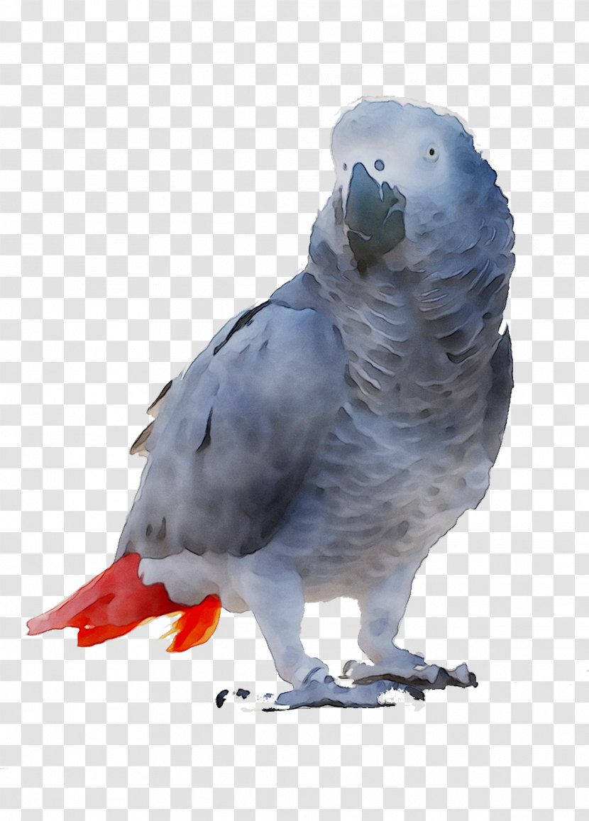Parakeet Feather Beak Fauna - Rock Dove Transparent PNG