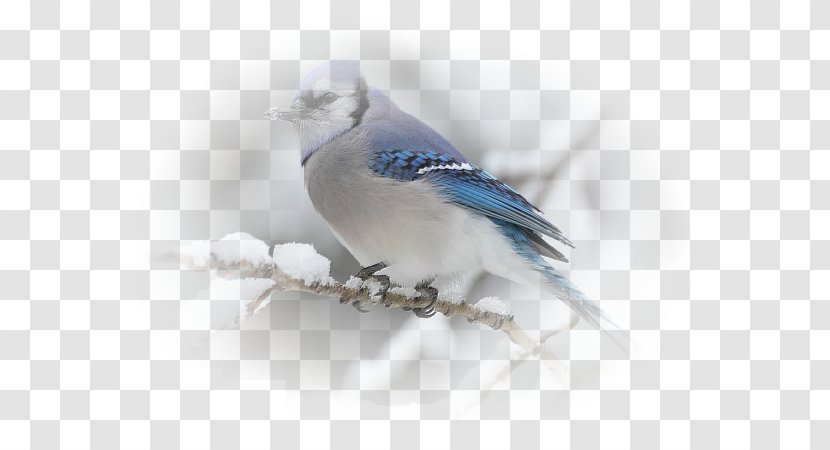 Bird Blue Jay Budgerigar Cornell Lab Of Ornithology - Perching Transparent PNG
