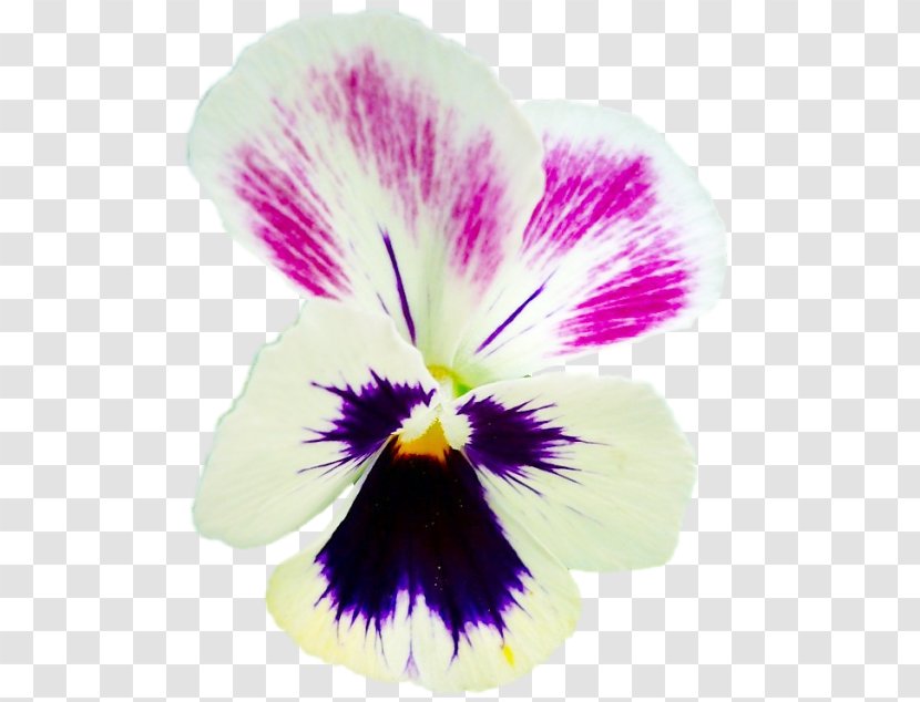 Pansy Clip Art Graphic Design Flower - Magenta - Viola Bubble Transparent PNG