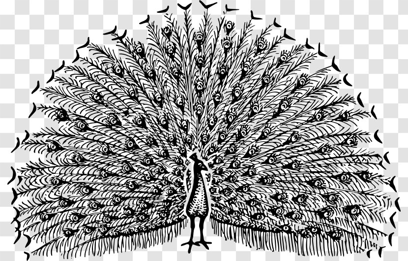 Pavo Bird Drawing Feather Clip Art Transparent PNG