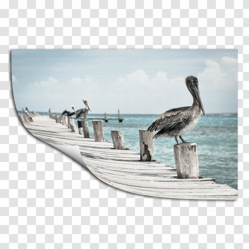 Bird Gulf Shores Australian Pelican Photography Printing Transparent PNG