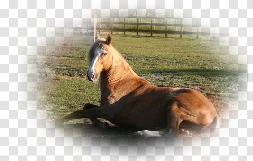 Mustang Mare Rearing Stallion 13 December - Fauna Transparent PNG