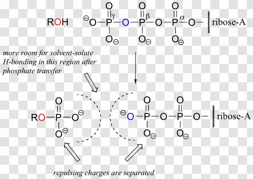Adenosine Triphosphate Phosphoryl Group Diphosphate ATP Synthase - Organic Acid Anhydride - Energy Transparent PNG