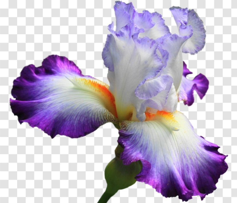 Purple Watercolor Flower - Irises - Orris Root Cattleya Transparent PNG