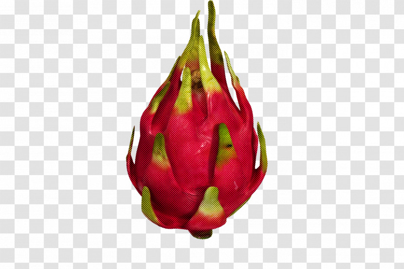 Bud Plant Dragonfruit Flower Pitaya Transparent PNG
