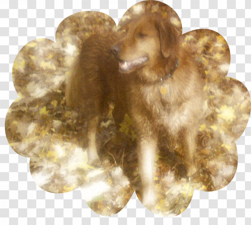 Dog Breed Puppy Sporting Group Snout - Crossbreed Transparent PNG