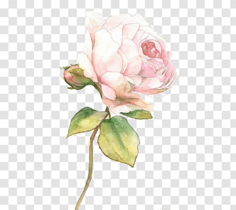 Beach Rose Desktop Wallpaper U7384u5e7b - Flower Arranging - Pink Roses Transparent PNG