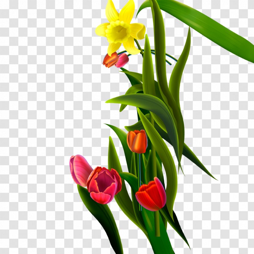 Flower Bouquet Tulip Floral Design - Petal - A Of Flowers Transparent PNG
