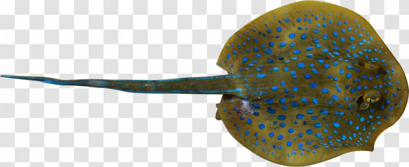 Fish Cartoon - Electric Ray - Rays And Skates Batoids Transparent PNG