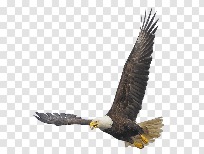 Bald Eagle Buzzard Hawk Vulture Transparent PNG