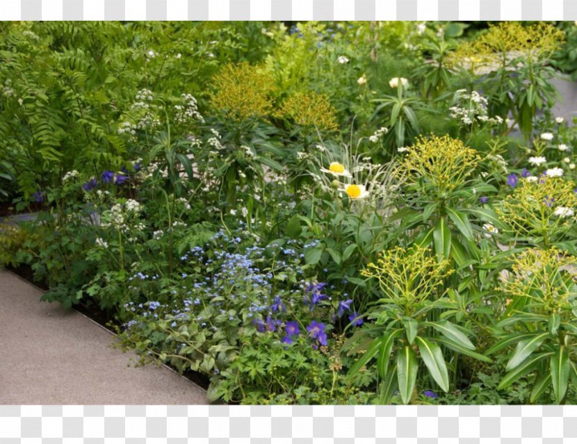 Garden Groundcover Lawn Wildflower Herb - Grass Transparent PNG