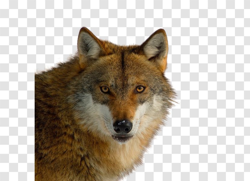 Red Fox Coyote German Shepherd Puppy Wolf - Canis Transparent PNG
