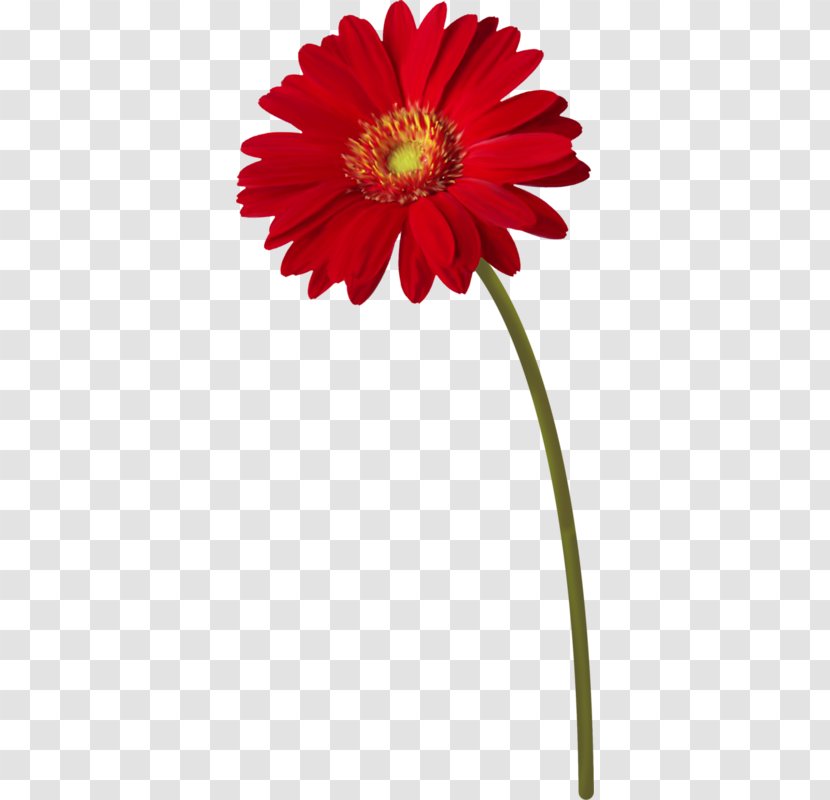 Flower Plant Stem Transvaal Daisy Clip Art - Chrysanthemum Transparent PNG