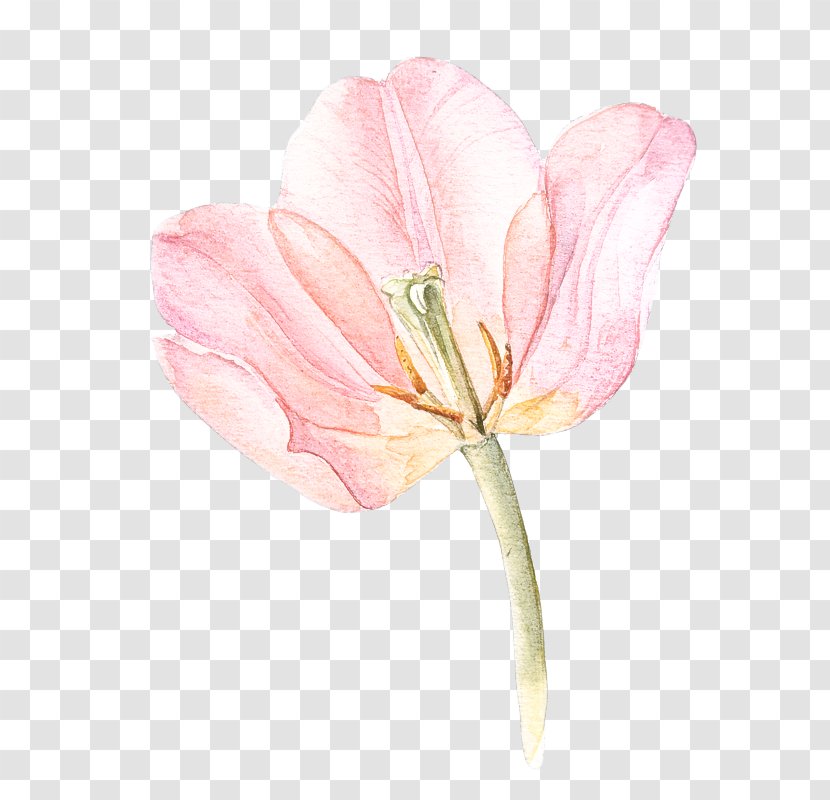 Flower Flowering Plant Petal Pink - Lily Family Pedicel Transparent PNG