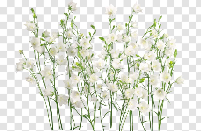Clip Art Flower Adobe Photoshop GIF - Flora Transparent PNG