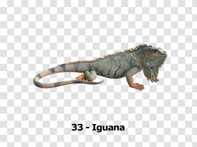 Green Iguana Reptile Lizard Blue - Feral Animal Transparent PNG