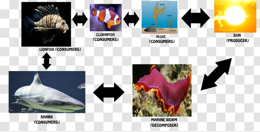 Food Chains And Webs Web Clownfish - Ecology - Great Barrier Reef Transparent PNG