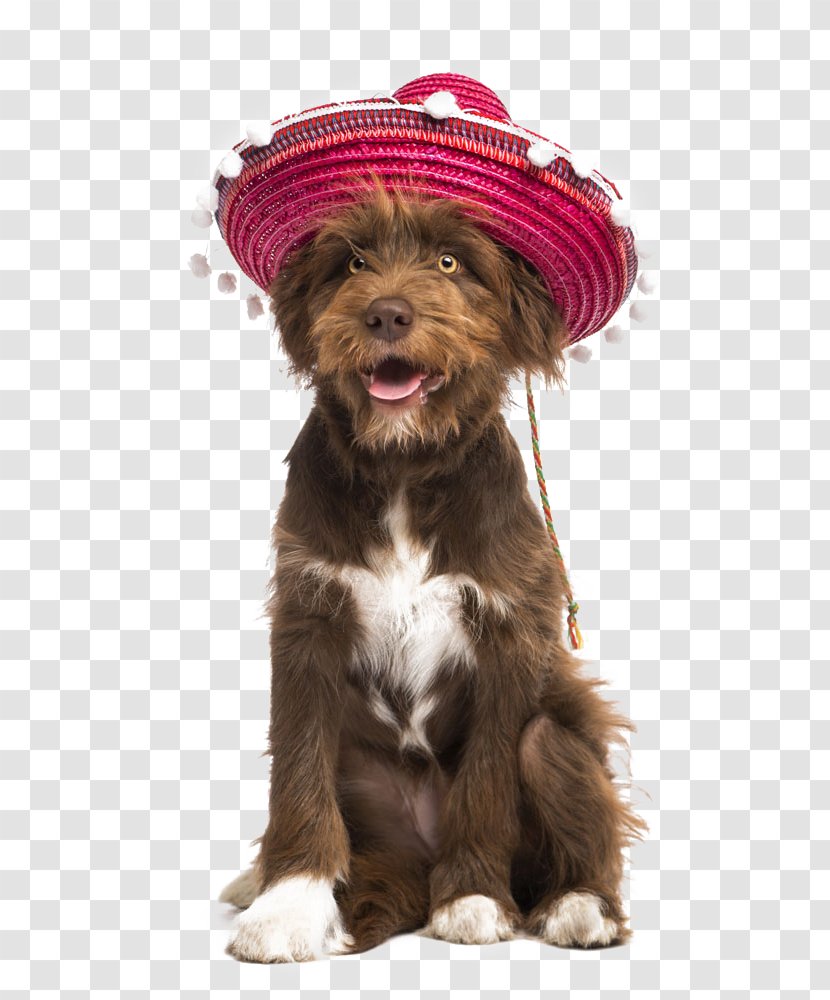 Dog Puppy Stock Photography Sombrero - Like Mammal - Hat Cute Pet Pictures Transparent PNG