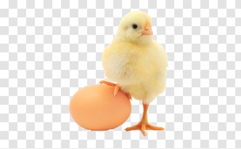 Plymouth Rock Chicken Egg Foo Young Or The Poultry - Hen Transparent PNG