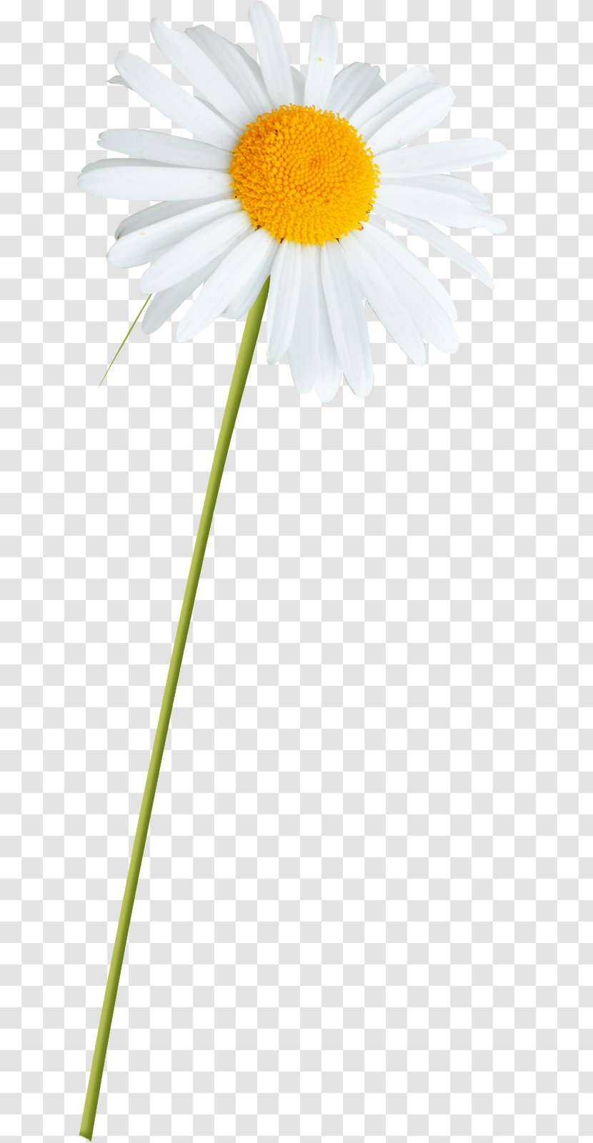 Floral Flower Background - Petal - Dandelion Daisy Family Transparent PNG