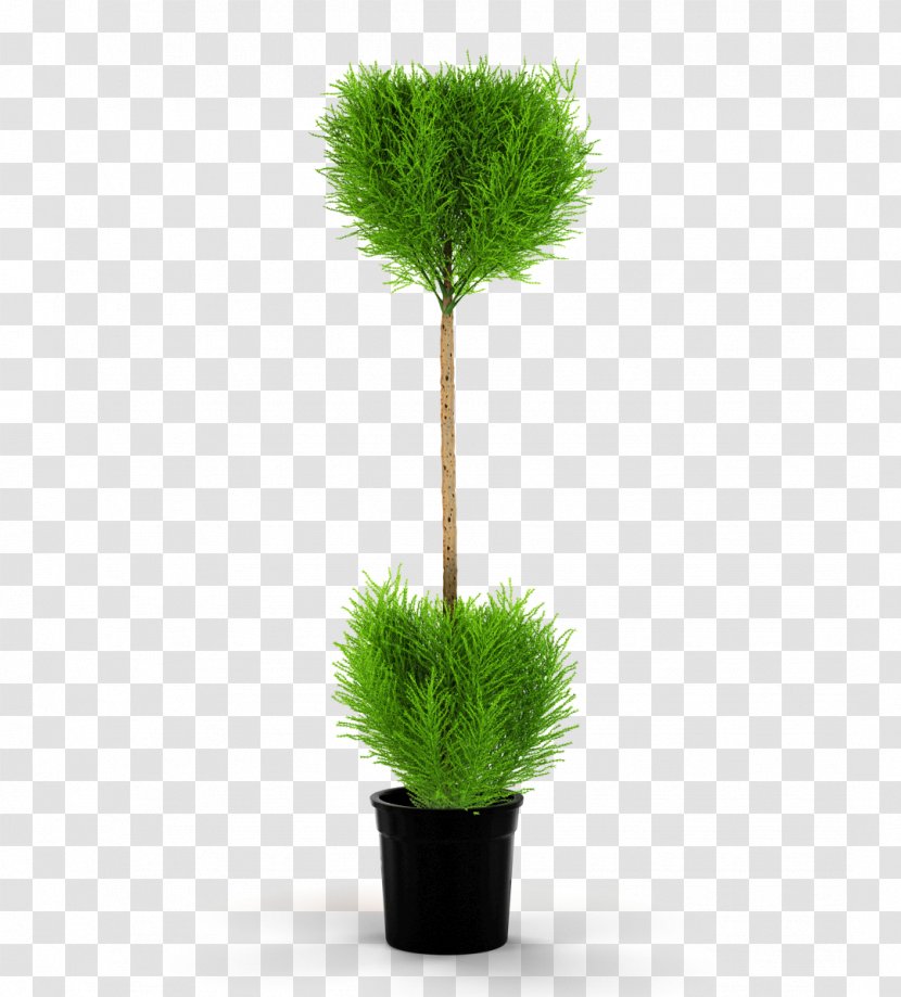 Flowerpot Houseplant Monterey Cypress Vase - Bonsai - Plant Transparent PNG