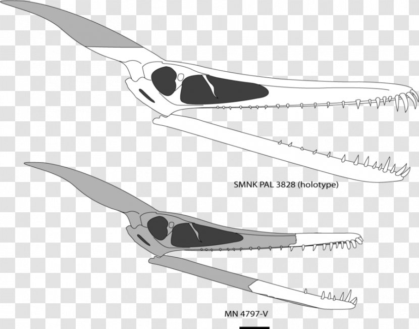 Ludodactylus Zhejiangopterus Pterodactyls Quetzalcoatlus Pterosaurs - Skull Transparent PNG