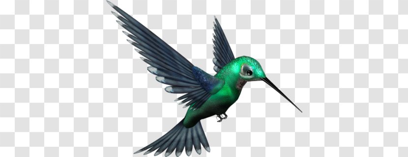 Hummingbird Clip Art - Wing - Bird Transparent PNG