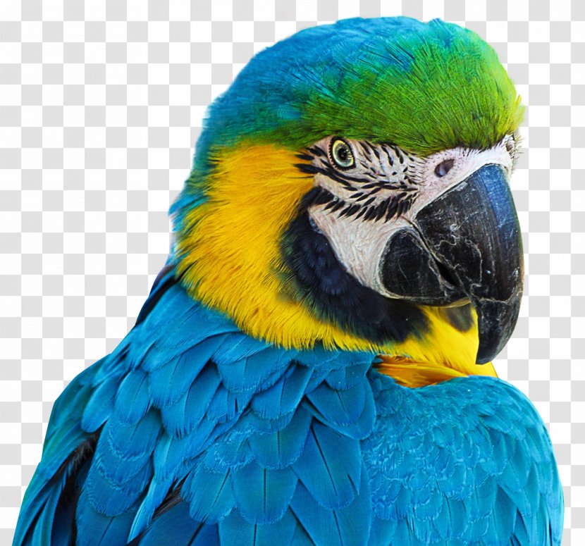 Aviarium Santiago Bird Parrot Transparent PNG