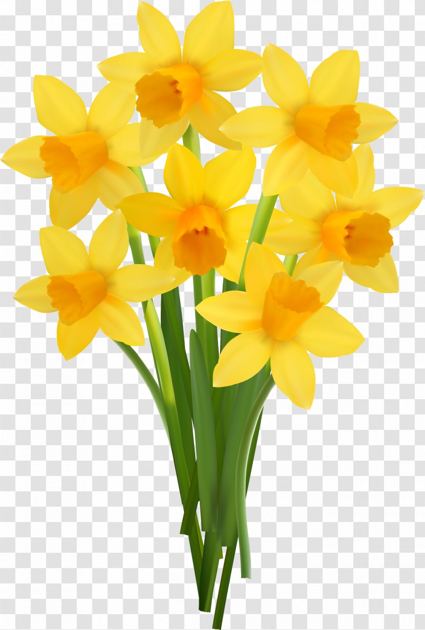 Flower Vase Color Transvaal Daisy - Flowerpot - Narcissus Transparent PNG