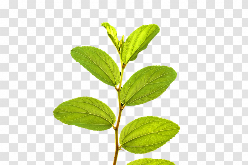 Leaf Plant Stem Herbal Medicine Herb Tree Transparent PNG