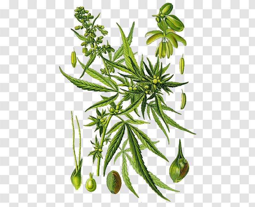 Marijuana Medical Cannabis Hemp Sativum - Tree - Daucus Carota Transparent PNG