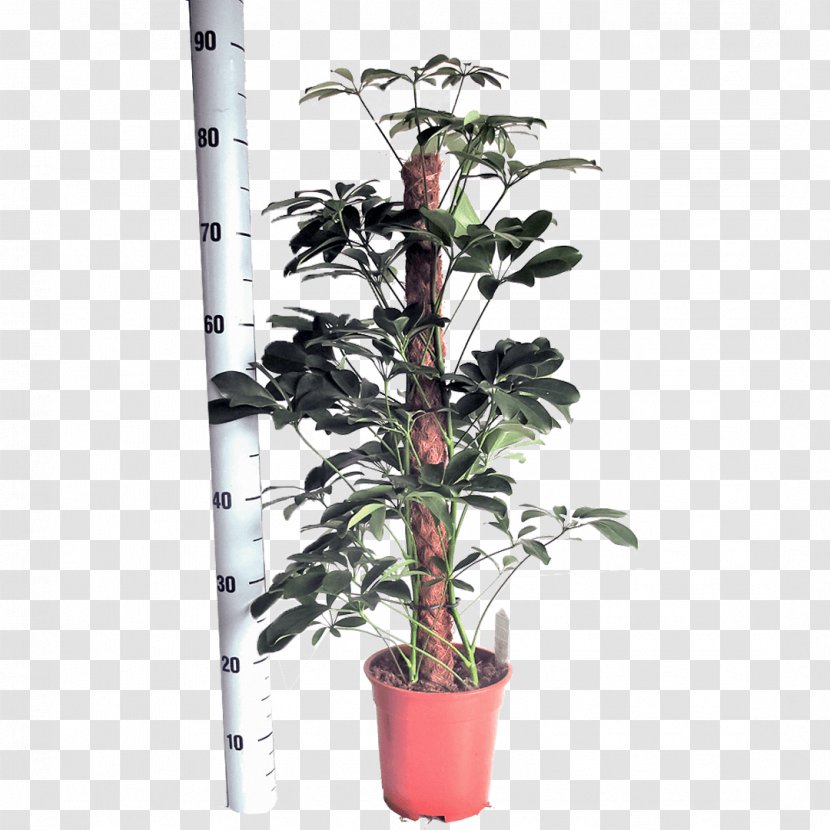 Dwarf Umbrella Tree Embryophyta Flowerpot Houseplant Nursery - Branch - Oranjevliet Kwekerij Transparent PNG