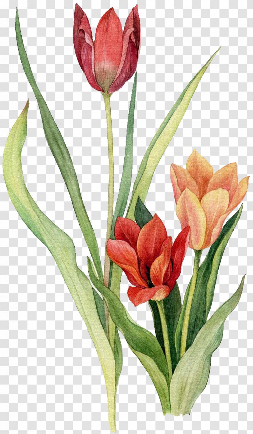 Tulip Flower Watercolor Painting Drawing - Flowering Plant - Tulips Transparent PNG