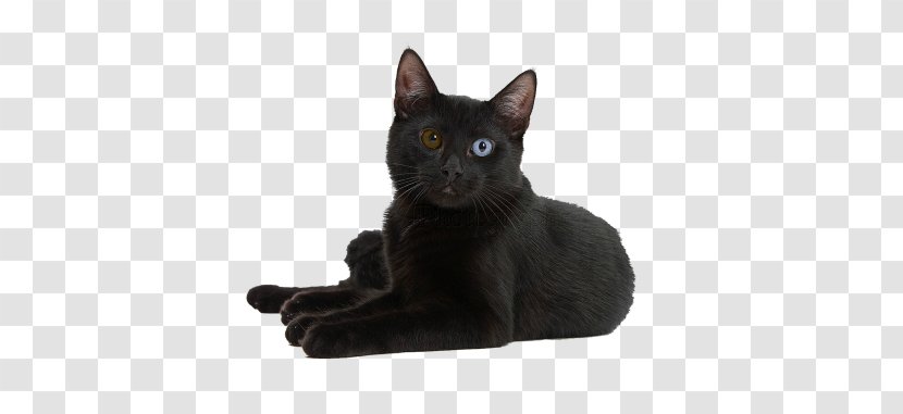 Black Cat Bombay Korat Burmese German Rex - Whiskers - Kitten Transparent PNG