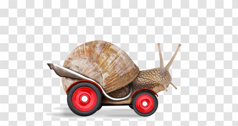 Snail Racing Stock Photography Stock.xchng - Stockxchng - Snails Transparent PNG