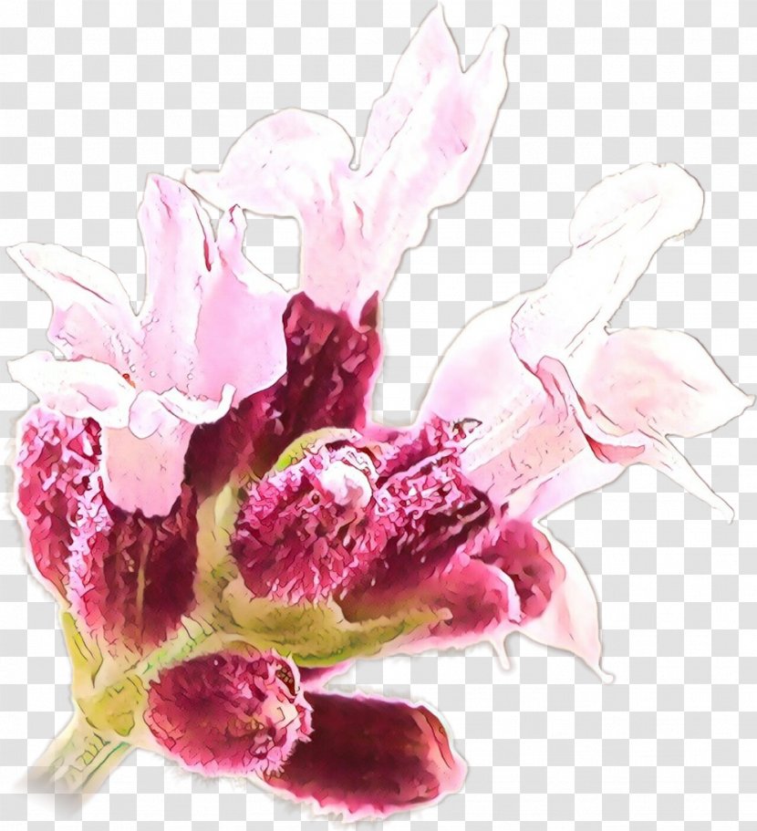 Flower Art Watercolor - Magenta - Paint Lily Family Transparent PNG