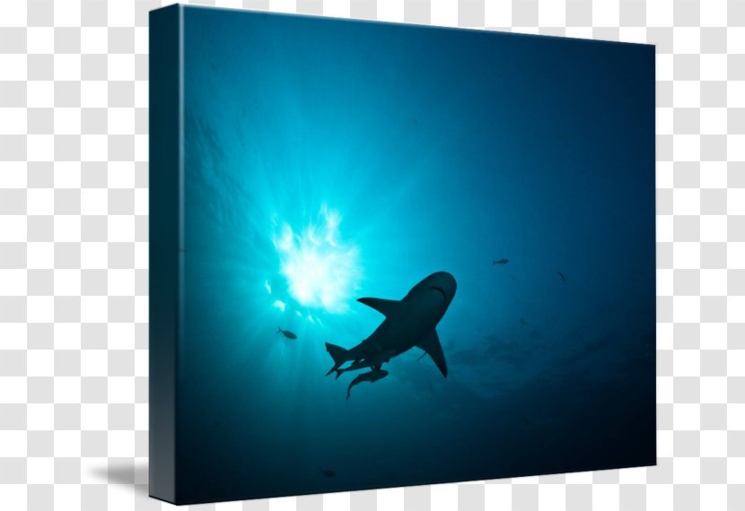 Marine Mammal Biology Stock Photography - Sun Tzus Art Of War Transparent PNG