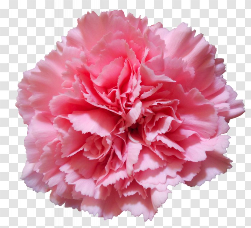 Carnation Flower Pink Stock Photography - Hand Drawn Flowers Transparent PNG