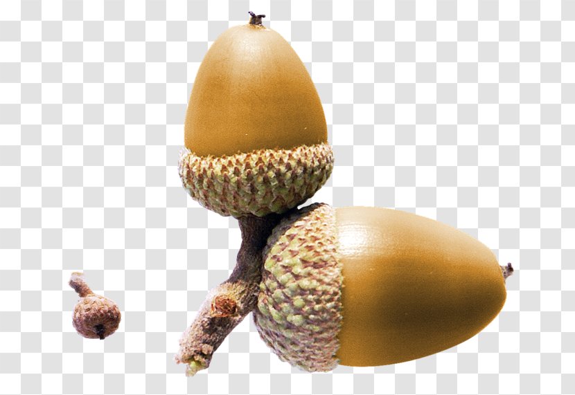 Acorn Nut Yellow Clip Art - Information Transparent PNG