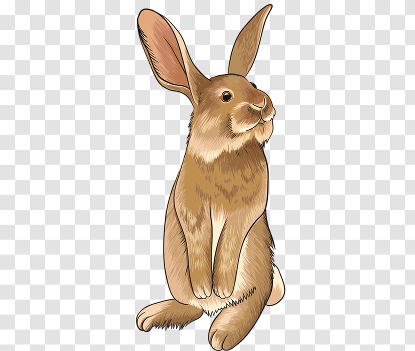 Domestic Rabbit Hare Easter Bunny Image - Snout Transparent PNG