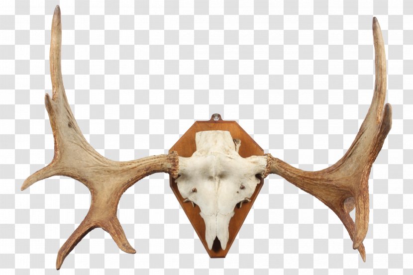 Deer Horn Trophy Hunting Antler - Elk Antlers Transparent PNG