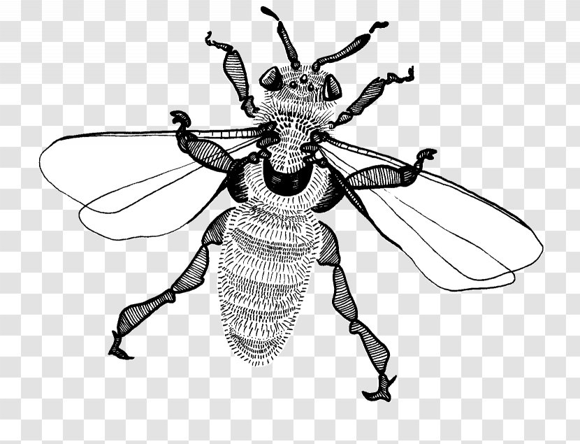 Bee Insect Weevil Line Pattern Transparent PNG